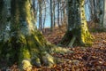 A group of beech trees covered with moss placed diagonaly Royalty Free Stock Photo
