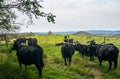 A Group of Beef Cattle in a Mountain Meadow Royalty Free Stock Photo