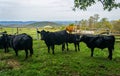 A Group of Beef Cattle in a Mountain Meadow Royalty Free Stock Photo