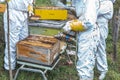 Group of beekeepers working with honeycombs with smoker to collect honey from bee