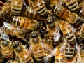 A group of bees above the honeycomb. Royalty Free Stock Photo