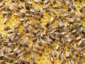 A group of bees above the honeycomb. Royalty Free Stock Photo