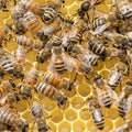 A group of bees above the honeycomb. Royalty Free Stock Photo