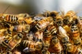 A group of bees above the honeycomb. Royalty Free Stock Photo
