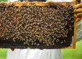 A group of bees above the honeycomb. Royalty Free Stock Photo