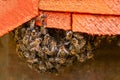 Group of bees at entrance of artificial beehive