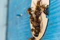 Group of bees near a beehive, in flight. Wooden beehive and bees. Bees fly out and fly into the round entrance of a wooden vintage