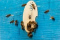 Group of bees near a beehive, in flight. Wooden beehive and bees. Bees fly out and fly into the round entrance of a wooden vintage