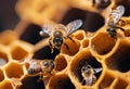 A group of bees peacefully gathering inside their intricately constructed honeycomb
