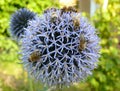 Group of bees pollinating a round blue flower