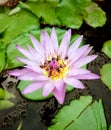 Group of bees on a purple shade of white lotus flower Royalty Free Stock Photo