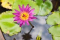 A group of bees swarm at beautiful purple lotus.