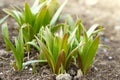 Group of the beginnings in soil. Green sprouts in the garden Royalty Free Stock Photo