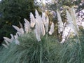 Group of beige to white cat tails Royalty Free Stock Photo