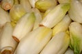 Group of Belgian Endive Royalty Free Stock Photo