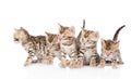 Group bengal kittens. isolated on white Royalty Free Stock Photo