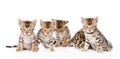 Group bengal kittens looking at camera. isolated on white Royalty Free Stock Photo