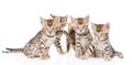 Group bengal kittens looking at camera. isolated on white Royalty Free Stock Photo