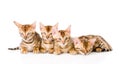 Group bengal kittens looking at camera. isolated on white Royalty Free Stock Photo