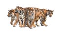 Group of bengal tiger isolated Royalty Free Stock Photo