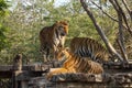 Group bengal tiger is stay on the wood floor in garden