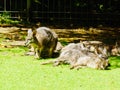 A group of bicolor Swamp Wallaby resting in the sun in farm. Royalty Free Stock Photo