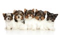 Group of Biewer Yorkie puppies Royalty Free Stock Photo