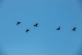 Group of big black cormorants flying in the air Royalty Free Stock Photo