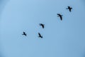 Group of big black cormorants flying in the air Royalty Free Stock Photo