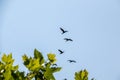Group of big black cormorants flying in the air Royalty Free Stock Photo