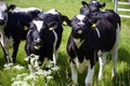 A group of big black and white cow heifers Royalty Free Stock Photo