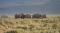 Group of big brown buffaloes grazing in the field Royalty Free Stock Photo