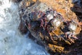 Group of big crabs basking on the volcanic stones Royalty Free Stock Photo