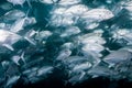 A group of big eye trevally