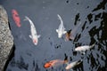 Group of big Japanese koi fishes are swimming in dark pond water Royalty Free Stock Photo