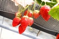 Group big of red strawberry on hand in Strawberry Farm ,Chiba, j Royalty Free Stock Photo