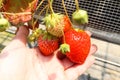 Group of big red strawberry on hand in Strawberry Farm ,Chiba, Royalty Free Stock Photo