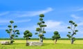 Group of big streblus asper bonsai trees with rock seats on green lawn in Japanese garden style against cloud on blue sky Royalty Free Stock Photo