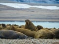 Group of big walruses on the beach. Svalbard, Norway.