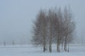 Group of birch trees in foggy winter morning Royalty Free Stock Photo