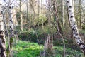 Group of Birch Trees In a Forest Wide View Royalty Free Stock Photo