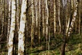Group of Birch Trees In a Forest Wide View Royalty Free Stock Photo