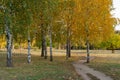 Group birch trees of grow in autumn in city park. Trunks betula with white bark. Royalty Free Stock Photo