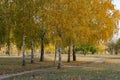 Group birch trees of grow in autumn in city park. Trunks betula with white bark. Royalty Free Stock Photo