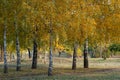 Group birch trees of grow in autumn in city park. Trunks betula with white bark. Royalty Free Stock Photo