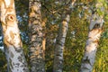 Group of birch trees symbolizing togetherness and serenity, sunny backyard