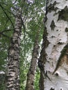 Group of birch trees with textured bark and trunk closeup