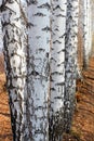 Group of birch woods
