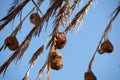 Group of bird nests hanging from the palm tree branches against a blue sky Royalty Free Stock Photo