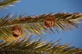 Group of bird nests hanging from the palm tree branches against a blue sky Royalty Free Stock Photo